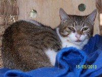 /album/algunos-de-nuestros-gatos-para-apadrinar/zoe-100-5949-1-jpg/